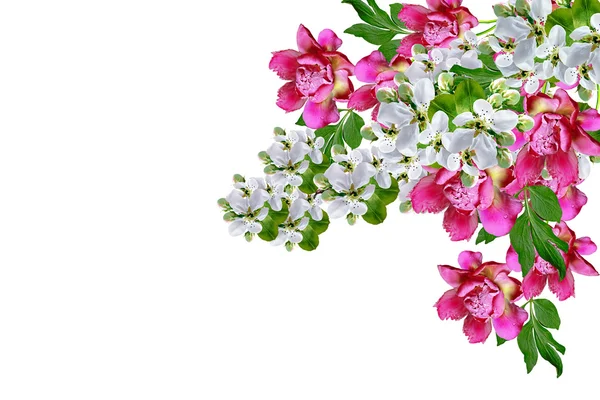 Beyaz elma çiçekleri dalı — Stok fotoğraf