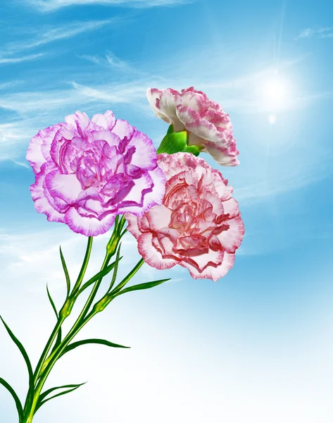 Branch of beautiful flowers carnation — Stock Photo, Image
