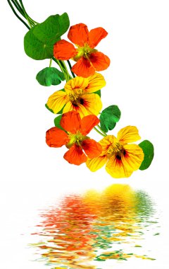 Beyaz arkaplanda izole edilmiş nasturtium çiçekleri
