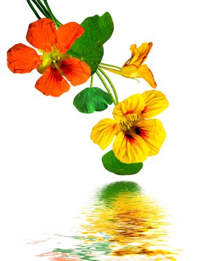 Beyaz arkaplanda izole edilmiş nasturtium çiçekleri