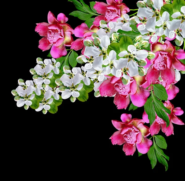 Witte appel bloemen tak — Stockfoto