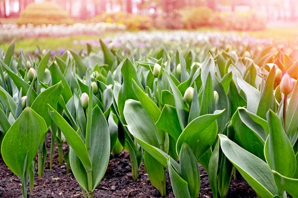 The buds of spring flowers tulips. — Stock Photo, Image