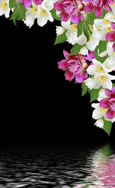 Gałąź kwiatów jaśminu na białym tle na czarnym tle — Zdjęcie stockowe