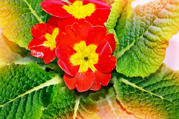 Fundo floral com belas flores de primavera brilhante prímula . — Fotografia de Stock