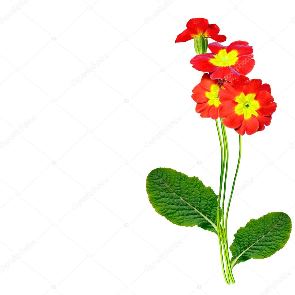 白色背景上孤立的春天花报春 图库照片 C Alenalihacheva 白色背景上孤立的春天花报春 图库照片 C Alenalihacheva