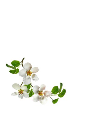 Beyaz armut çiçek şube 