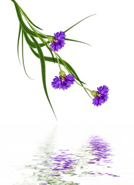 Beyaz arka plan üzerinde izole Peygamber çiçekler