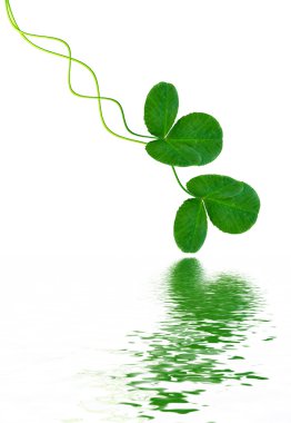 Bir arka plan yaz manzara yapraklarda Yeşil yonca.