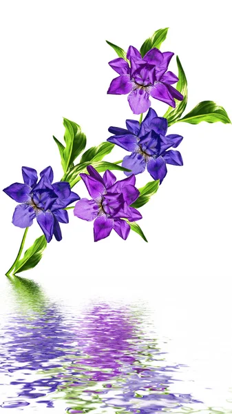 Iris de flores primaverales; aislado sobre fondo blanco —  Fotos de Stock
