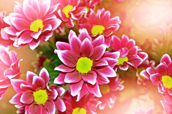 Bloeiende takken chrysant. mooie bloemen — Stockfoto