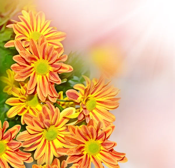 Квітучі гілки хризантеми. красиві квіти — стокове фото