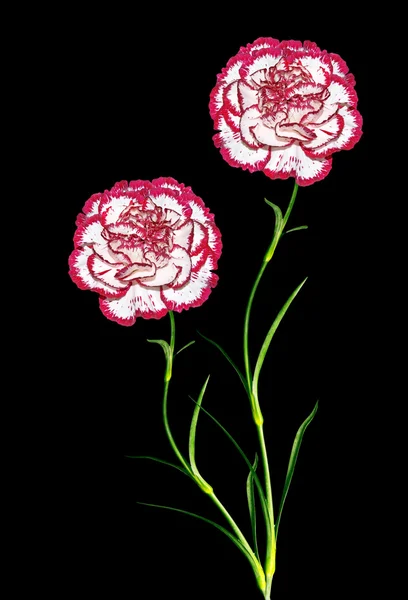 Bouquet of flowers carnation. — Stock Photo, Image