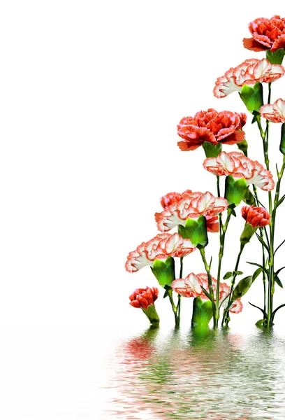 Bouquet of flowers carnation. — Stock Photo, Image