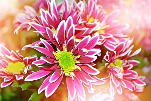 꽃 가지 국화입니다. 아름 다운 꽃 — 스톡 사진