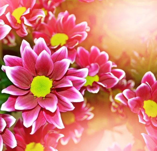 Ανθοφόρα κλαδιά χρυσάνθεμο. όμορφα λουλούδια — Φωτογραφία Αρχείου