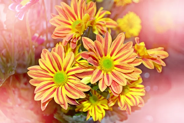 Çiçekli dallar krizantem. güzel çiçekler — Stok fotoğraf