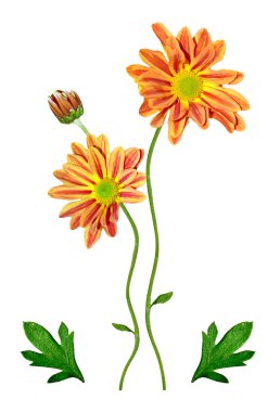 Buket çiçek krizantem