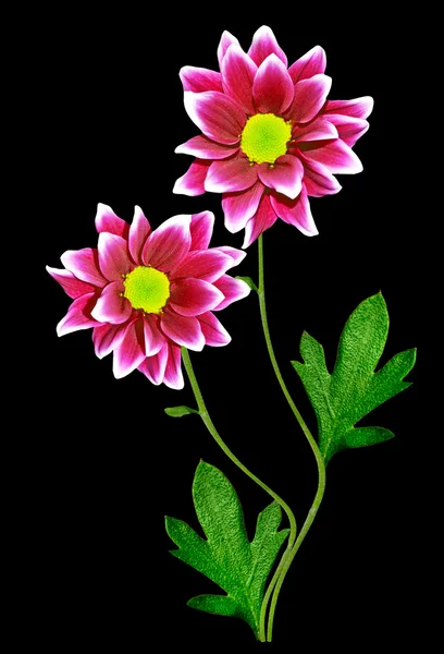 Blumenstrauß Chrysanthemen — Stockfoto