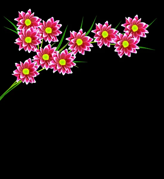 Flowers isolated on black background. — Stock Photo, Image