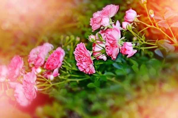 繊細な野生のバラ庭の花 — ストック写真