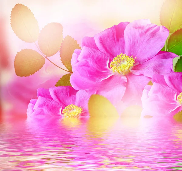 Fleurs délicates de roseraie sauvage — Photo