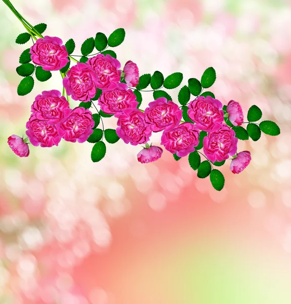 Delicate wild rose garden flowers — Stock Photo, Image