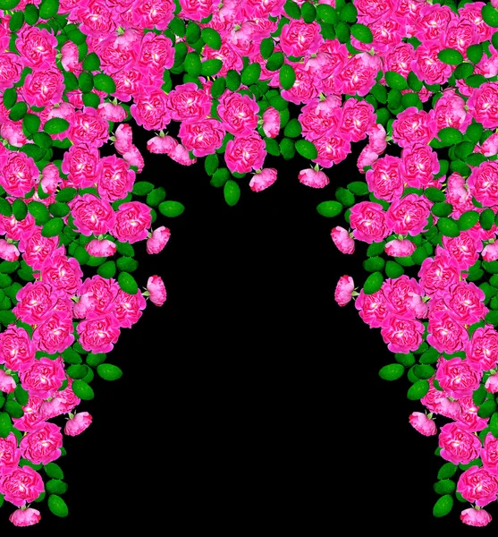 Psí růže (Rosa canina) květiny na černém pozadí — Stock fotografie