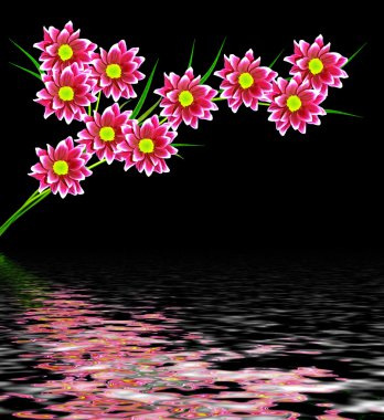 Siyah arka plan üzerine izole çiçekler.