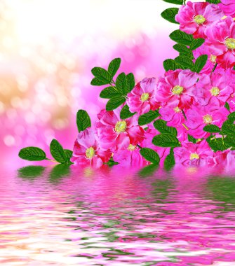  Hassas yabani gül Bahçe çiçek