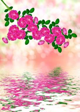  Hassas yabani gül Bahçe çiçek