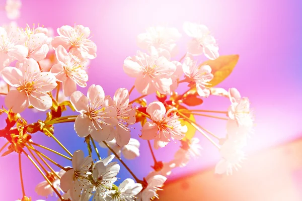 Blühende Kirschen. Frühjahrsblühender Garten. — Stockfoto