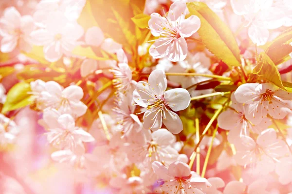 Blühende Kirschen. Frühjahrsblühender Garten. — Stockfoto