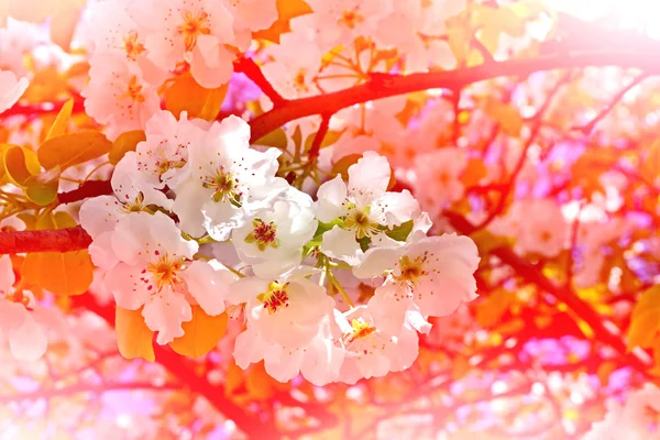 Pera Floreciente. Jardín con flores de primavera . — Foto de Stock