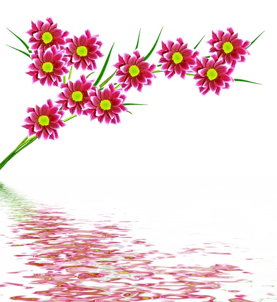 Květiny izolované na bílém pozadí. — Stock fotografie