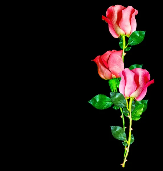 Os botões de flores rosas . — Fotografia de Stock