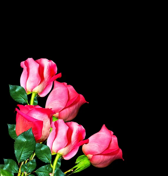 De toppen van bloemen rozen. — Stockfoto