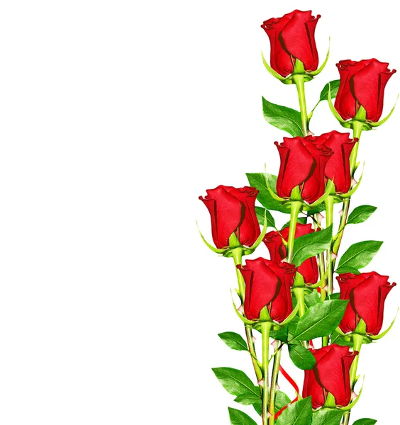 Knoppar blommor rosor. — Stockfoto