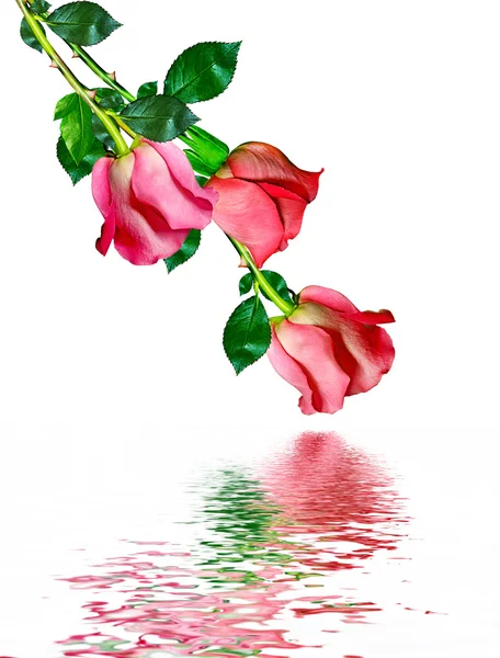 The buds of flowers roses. — Stock Photo, Image