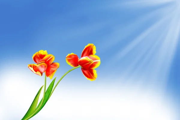 Flowers tulips on a background of blue sky with clouds. — Stock Photo, Image