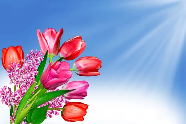 Flores tulipas em um fundo de céu azul com nuvens . — Fotografia de Stock