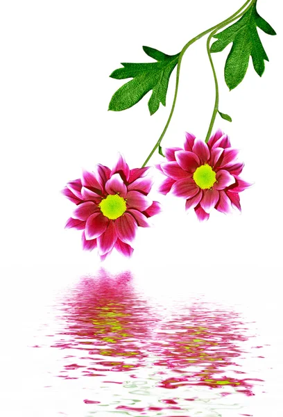 Bukett av blommor krysantemum — Stockfoto
