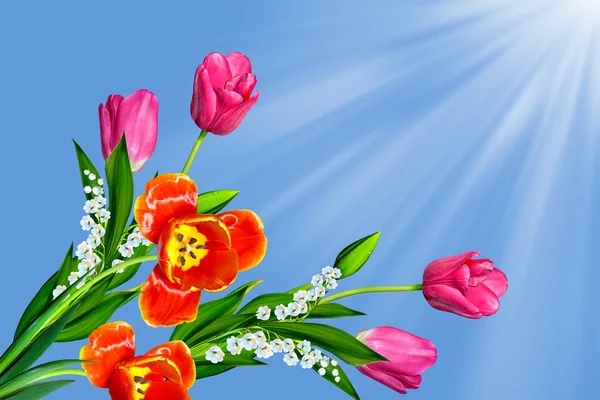 Flores tulipas em um fundo de céu azul com nuvens . — Fotografia de Stock