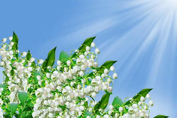 Flowers lily of the valley — Stock Photo, Image