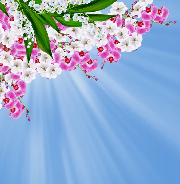 Flowers lily of the valley — Stock Photo, Image