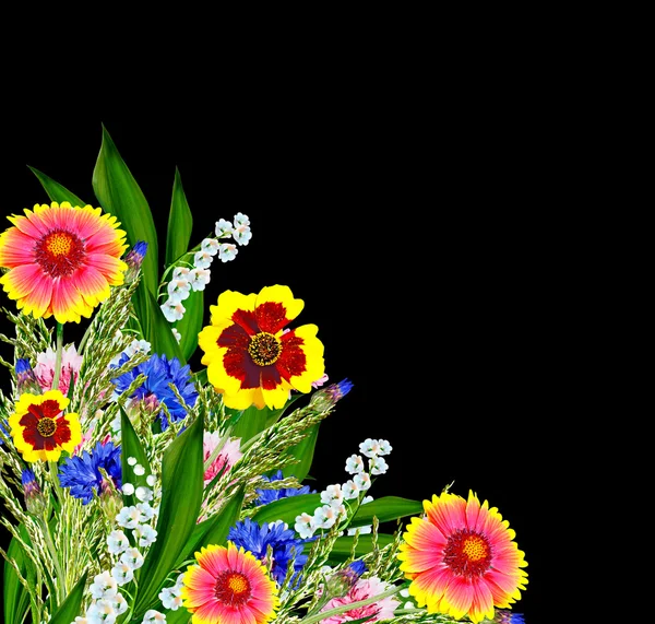 Kolorowe kwiaty pola — Zdjęcie stockowe
