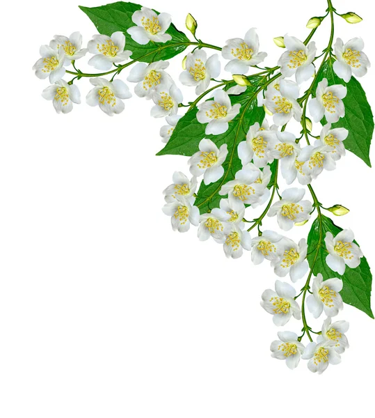 Vit jasmin blomma. — Stockfoto