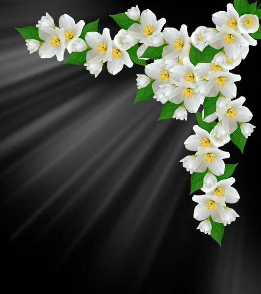 Vit jasmin blomma. — Stockfoto