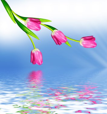  Çiçek Lale mavi gökyüzü bulutlu bir arka plan üzerinde.