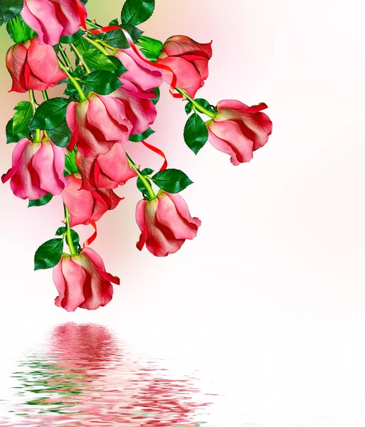 Die Knospen der Blumen Rosen. — Stockfoto