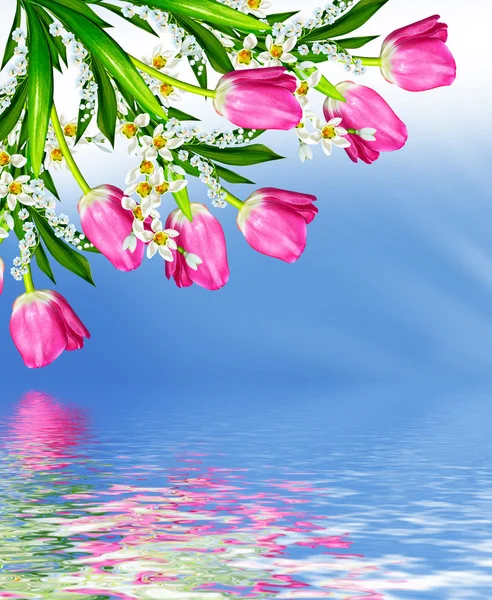 Bloemen tulpen op een achtergrond van blauwe hemel met wolken. — Stockfoto
